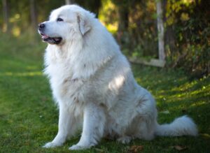 Best PUPPY Foods for Great Pyrenees