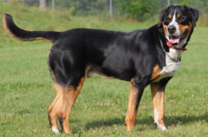 Best GRAIN-FREE Foods for Greater Swiss Mountain Dogs