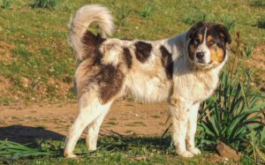 Best PET INSURANCE for Greek Shepherds