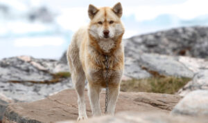 Best DNA Tests for Greenland Dogs