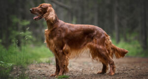 Best DRY Dog Foods for Irish Setters