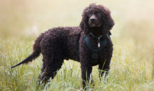 BEST Leashes for Irish Water Spaniels