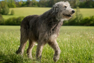 Best DRY Dog Foods for Irish Wolfhounds