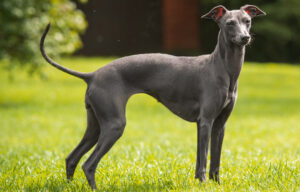 Best DRY Dog Foods for Italian Greyhounds