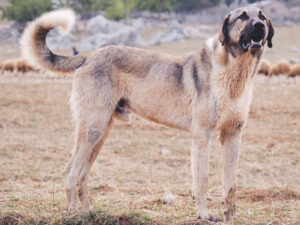 Best DRY Dog Foods for Kangal Dogs