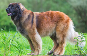 Best GRAIN-FREE Foods for Leonbergers