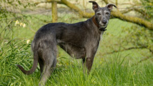 Best DNA Tests for Lurchers