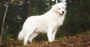 BEST Harnesses for Maremma Sheepdogs