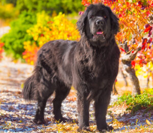 BEST Leashes for Newfoundlands