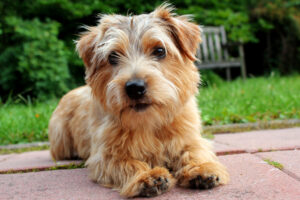 BEST Leashes for Norfolk Terriers