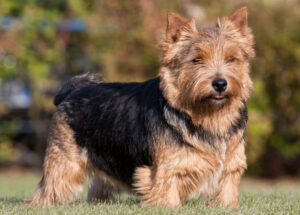 Best DRY Dog Foods for Norwich Terriers