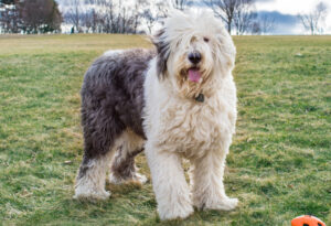 Best DRY Dog Foods for Old English Sheepdogs