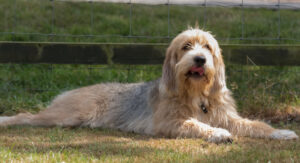 Best DNA Tests for Otterhounds