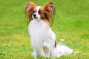 Best DRY Dog Foods for Papillons