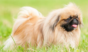 BEST Invisible Fences For Pekingeses