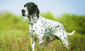 Best DRY Dog Foods for Pointers