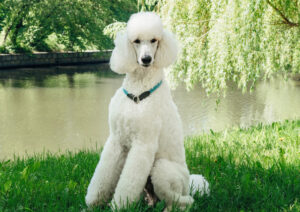 BEST Invisible Fences For Poodles