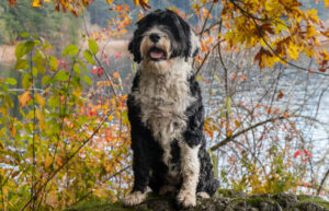 BEST Dog Beds for Portuguese Water Dogs