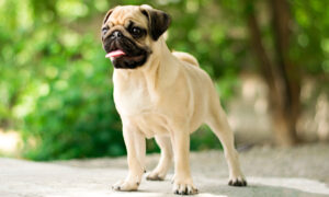 Best DRY Dog Foods for Pugs