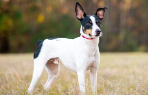 Best DRY Dog Foods for Rat Terriers