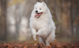 Best PUPPY Foods for Samoyeds