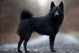 BEST Invisible Fences For Schipperkes
