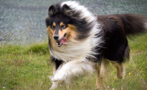 Best DRY Dog Foods for Scotch Collies