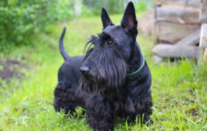 Best DRY Dog Foods for Scottish Terriers
