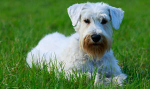 Best DRY Dog Foods for Sealyham Terriers