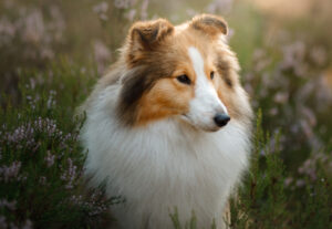 BEST Leashes for Shelties