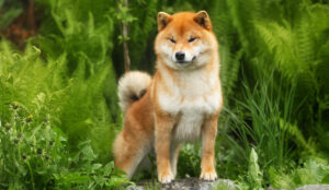 Best DRY Dog Foods for Shiba Inus