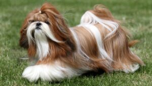 Best DRY Dog Foods for Shih Tzus