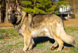 Best DNA Tests for Shiloh Shepherds