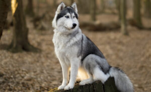 BEST Leashes for Siberian Huskies