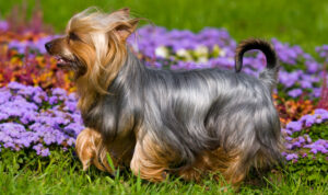 Best PUPPY Foods for Silky Terriers