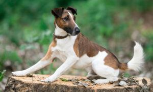 Best Collars For Smooth Fox Terriers