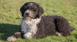 Best GRAIN-FREE Foods for Spanish Water Dogs