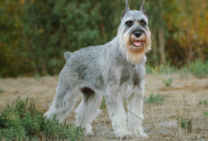 Best DRY Dog Foods for Standard Schnauzers