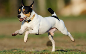 Best DRY Dog Foods for Toy Fox Terriers