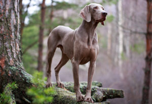 BEST Leashes for Weimaraners
