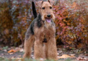 Best types of wet dog food for Welsh Terriers