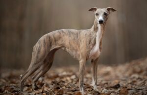 Best DRY Dog Foods for Whippets