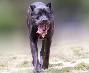 Best DRY Dog Foods for Canis Panthers
