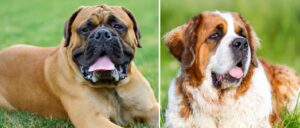 Best PUPPY Foods for GIANT breeds