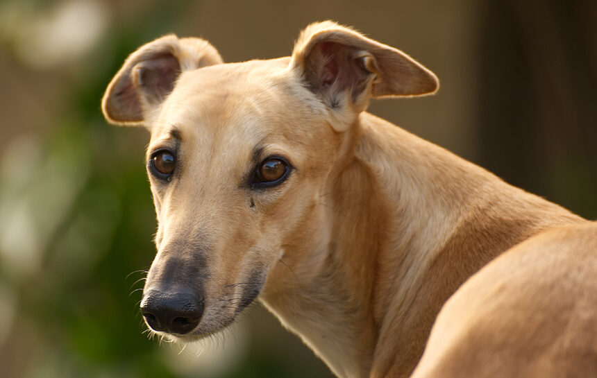 10 Best PUPPY Foods for Greyhounds! (2024) Carly's Creatures