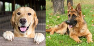 Best DNA Tests for Large Dogs