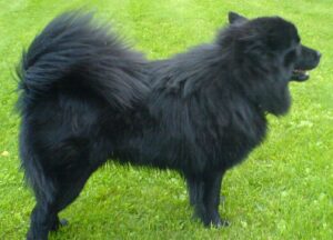 BEST Invisible Fences For Swedish Lapphunds